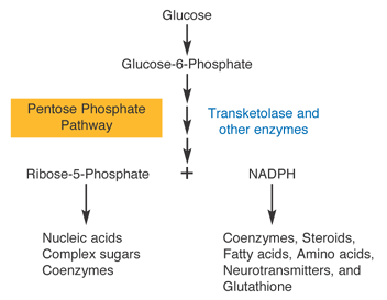 pentose phosphate pathway and b1