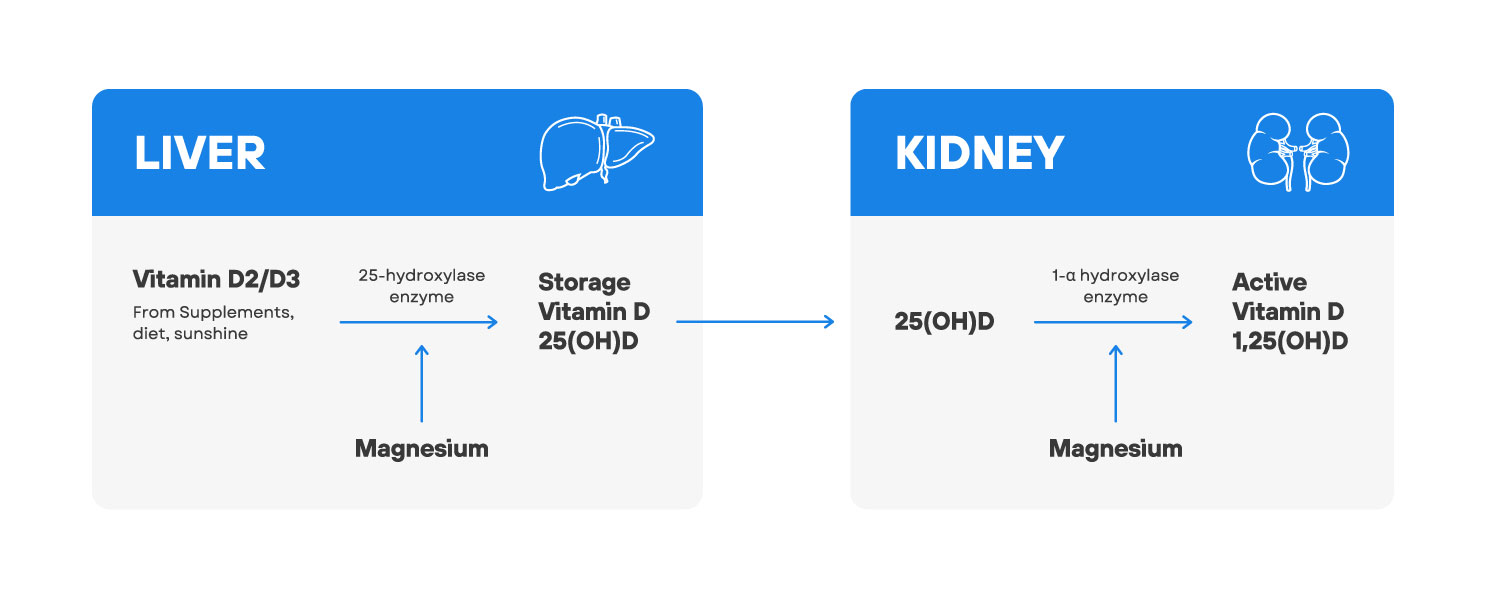 What Causes Low Vitamin D Levels? Here Are 5 Factors! Intelligent Labs