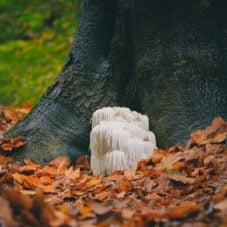 featured image for article on lion’s mane mycelium vs fruiting body