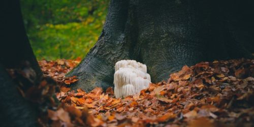 featured image for article on lion’s mane mycelium vs fruiting body