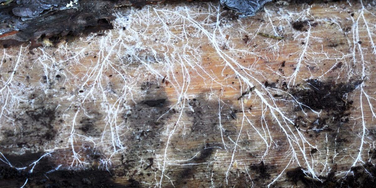 lion's mane mycelium