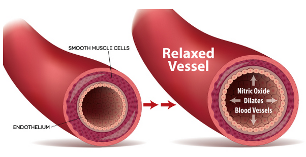 by not avoiding the sun, your body can produce the molecule known as nitric oxide