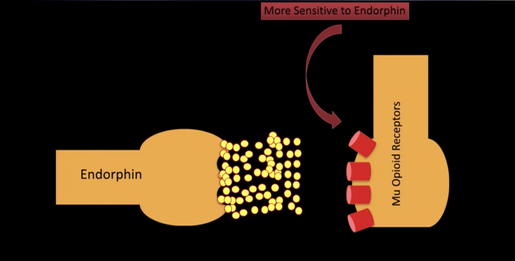 dynorphin is a good stressor and makes and amplifies the effects of endorphins