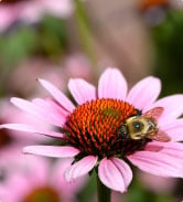 Picture of echinacea