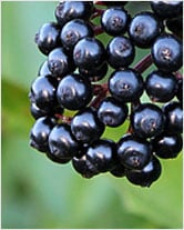 Picture of an elderberry