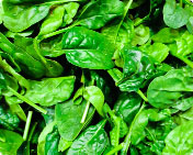 Picture of spinach